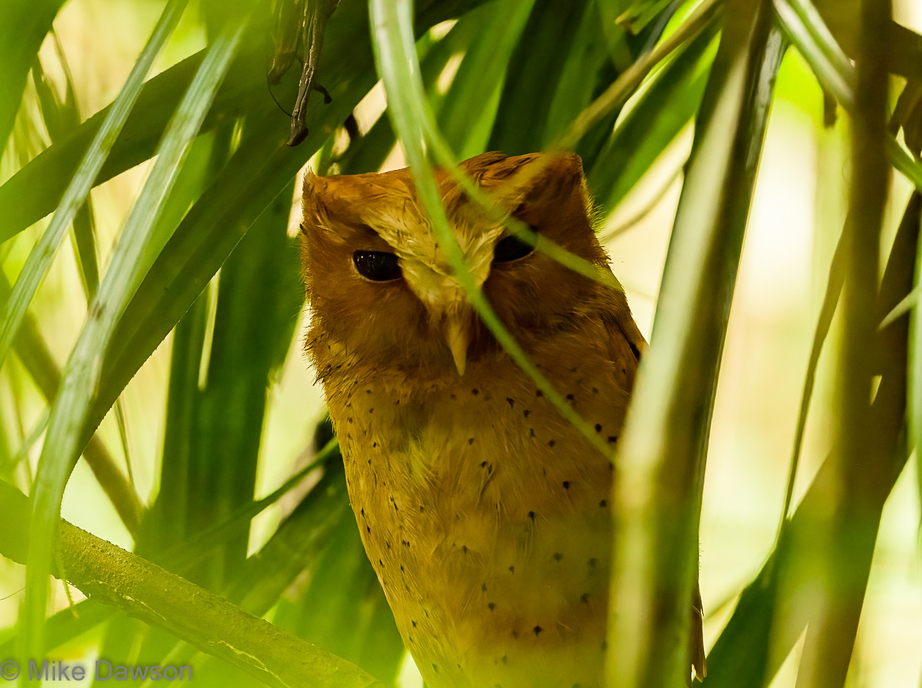 image Serendib Scops-Owl